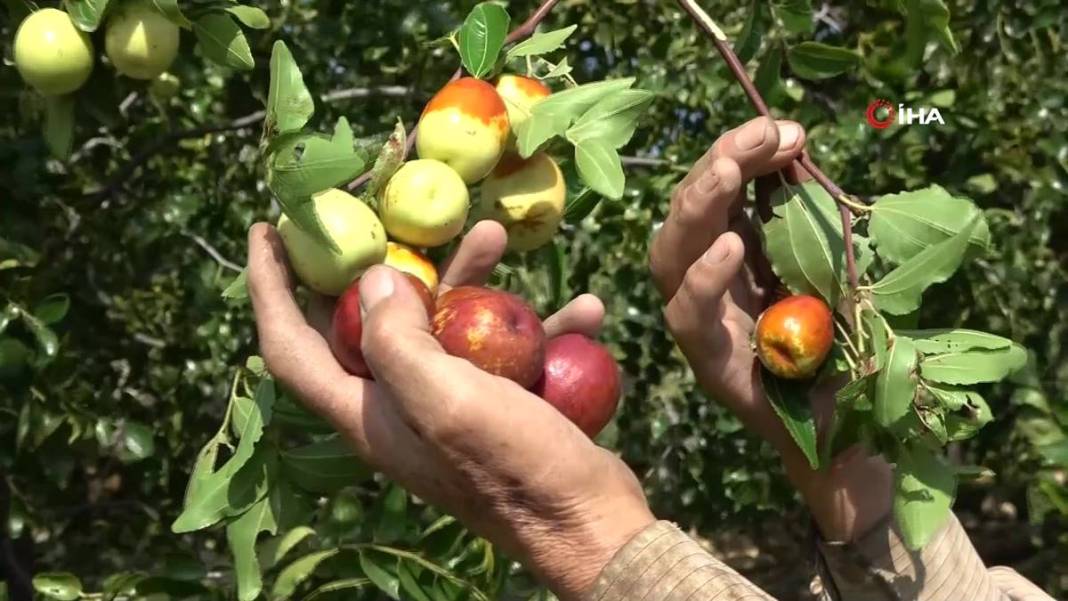 Bahçeye doğal çit olsun diye dikmişlerdi: Gelir kapısı oldu! Kilosunu 50 TL'den satıyor, bir taşla iki kuş... 7